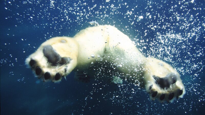 Polar bear swimming underwater