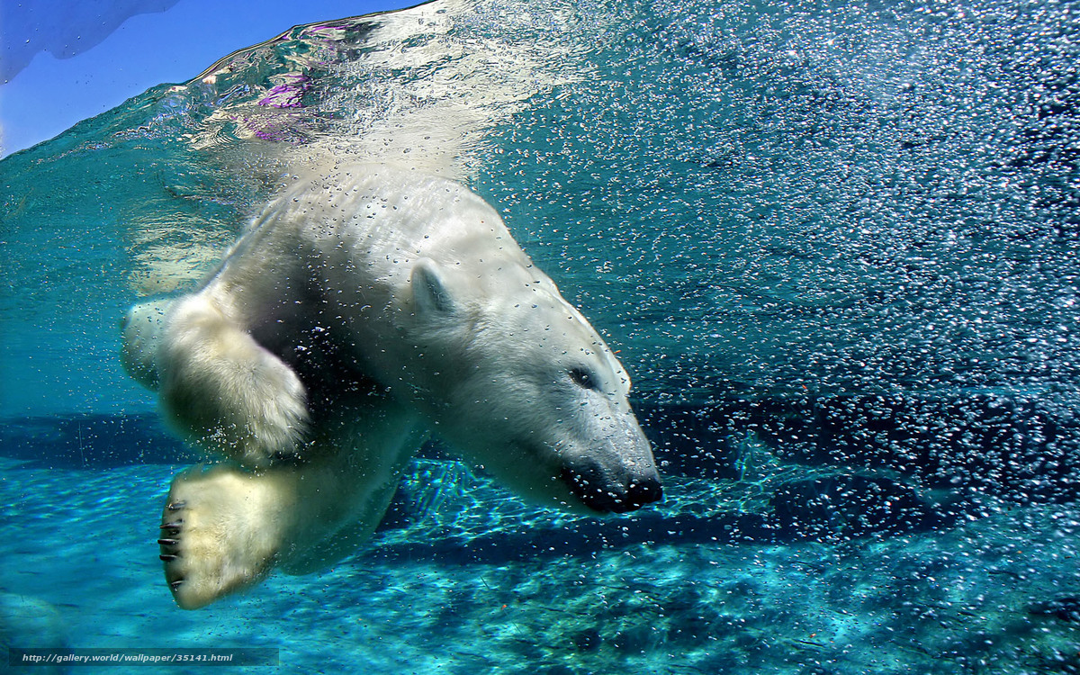 Polar bear swimming underwater
