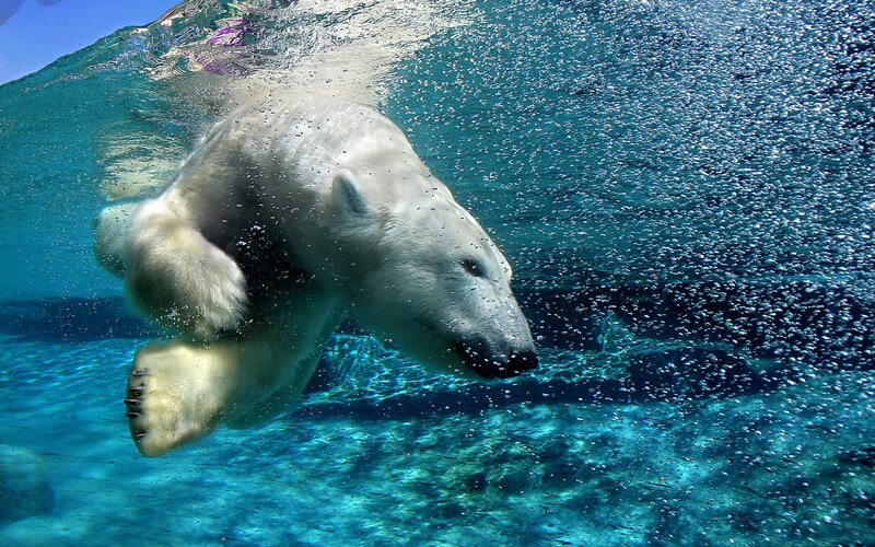 polar bear swimming underwater