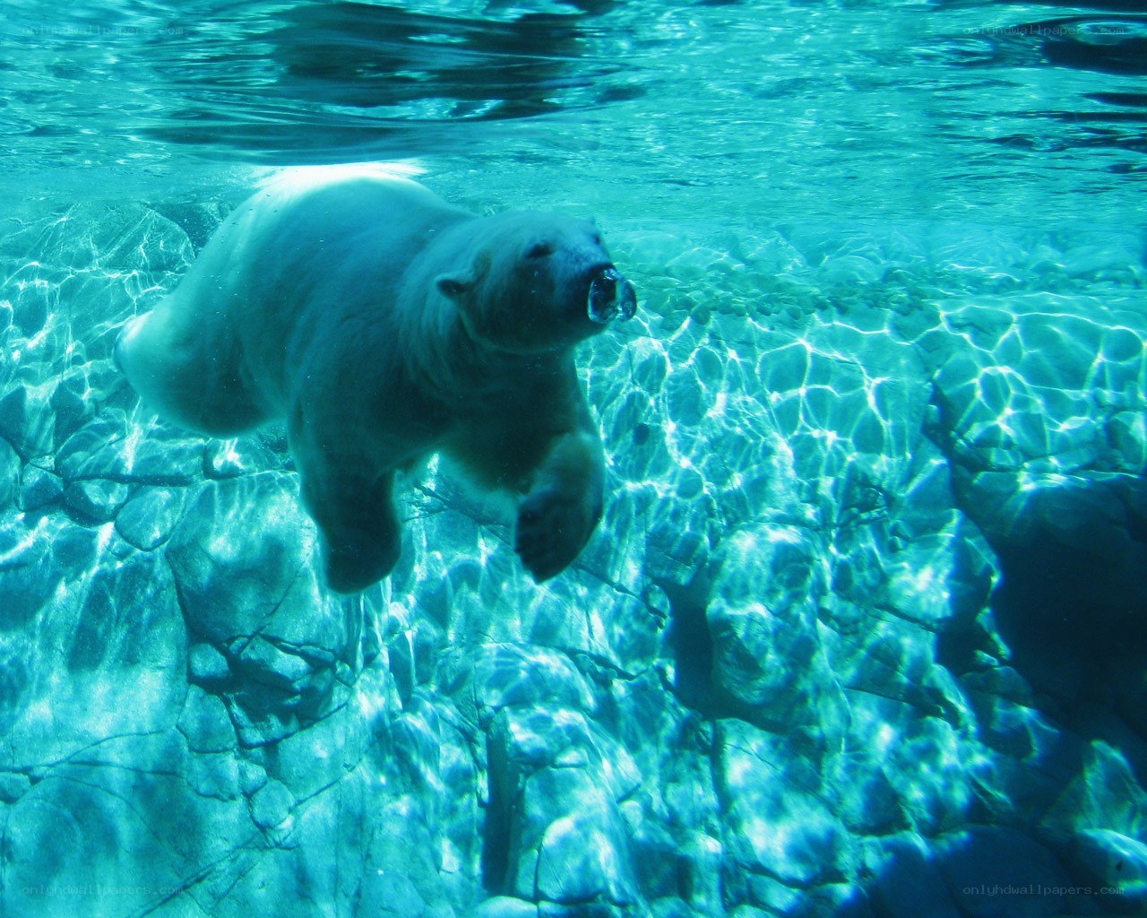 polar bear swimming underwater