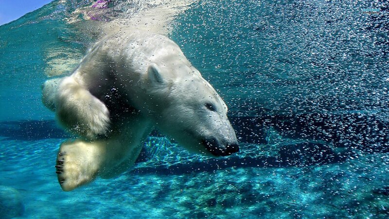 polar bear swimming underwater