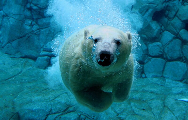 Polar bear swimming underwater