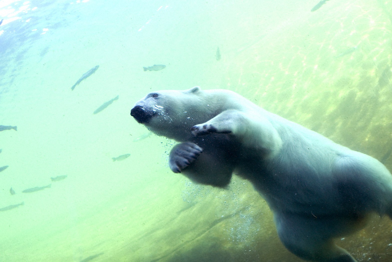 Polar bear swimming underwater