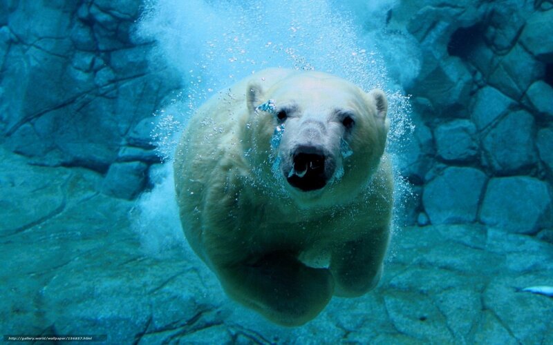 polar bear swimming underwater