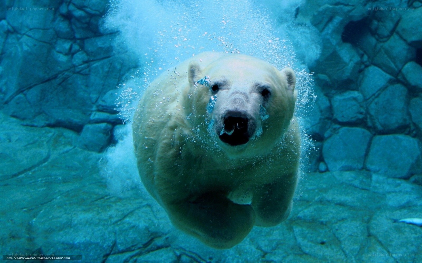 polar bear swimming underwater