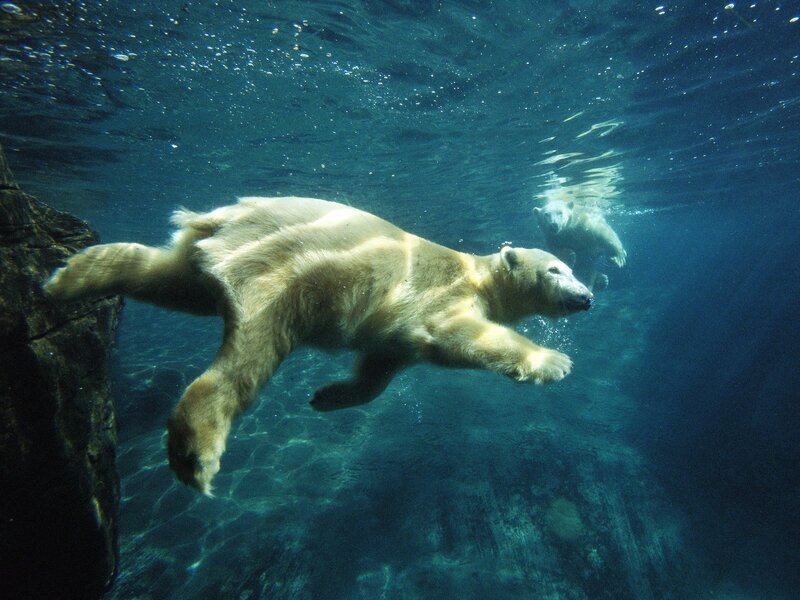 Polar bear swimming underwater