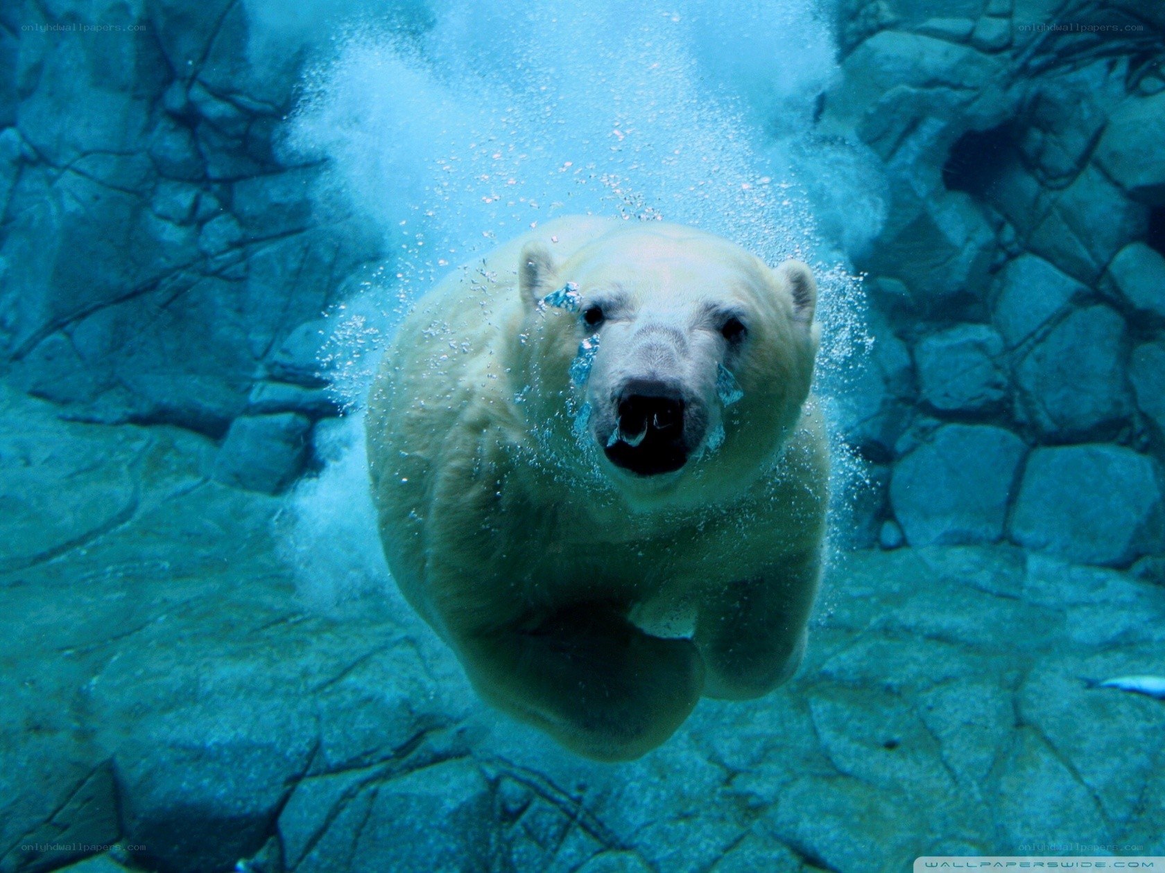polar bear swimming underwater
