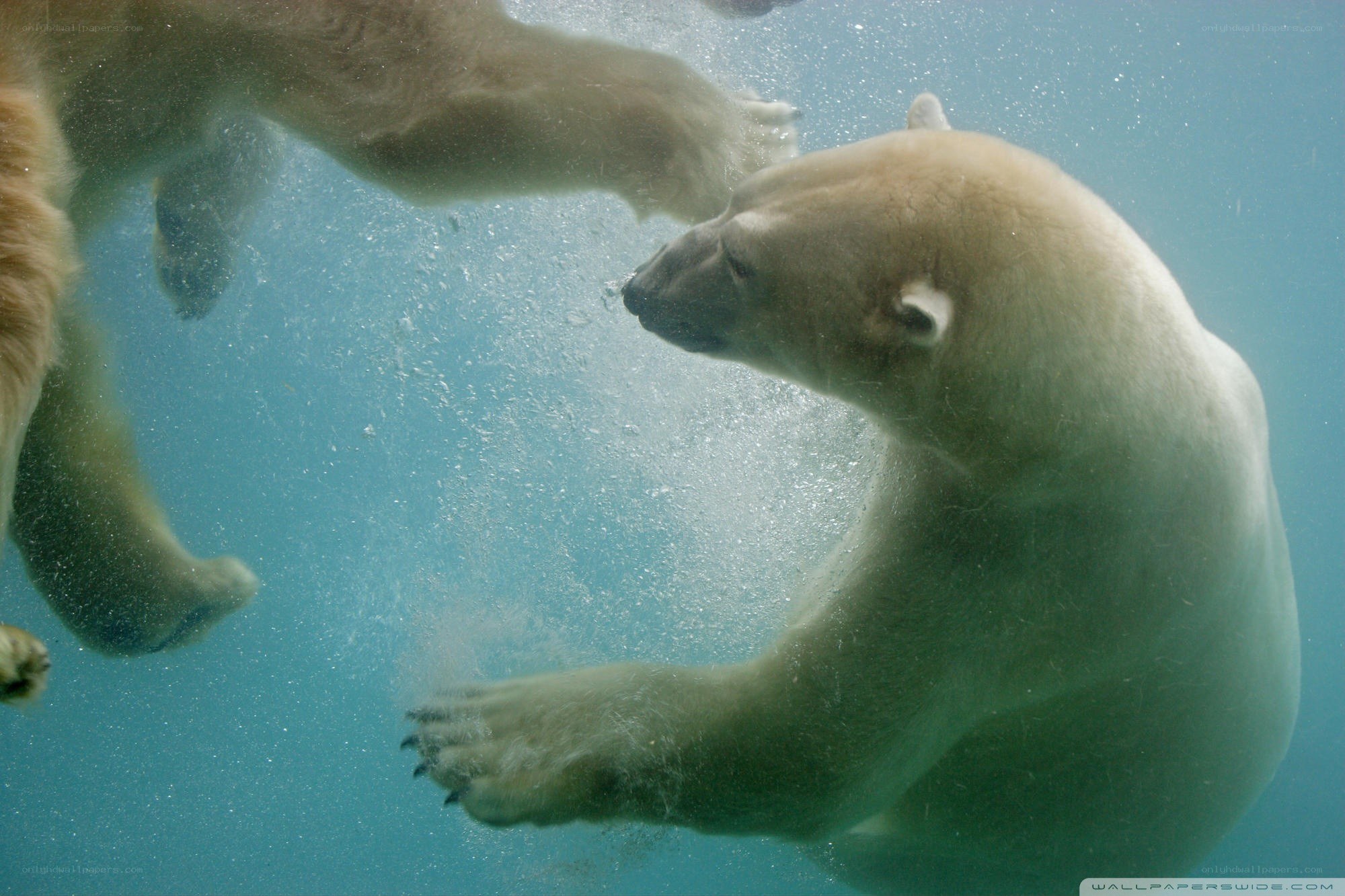 Polar bear swimming underwater