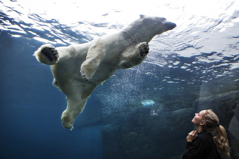 Polar bear swimming underwater