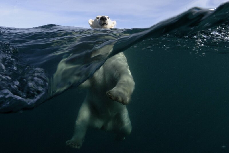 Polar bear swimming underwater