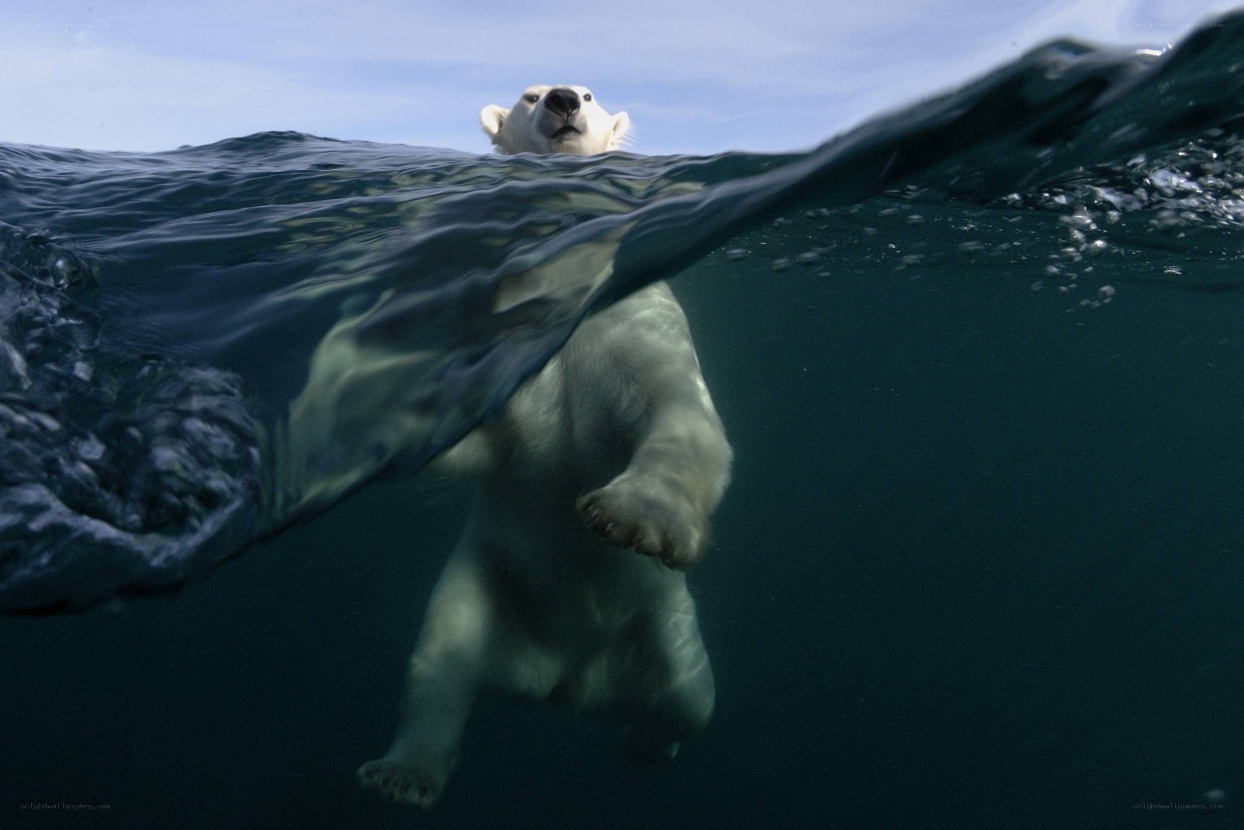 Polar bear swimming underwater