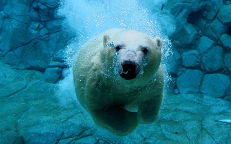 Polar bear swimming underwater