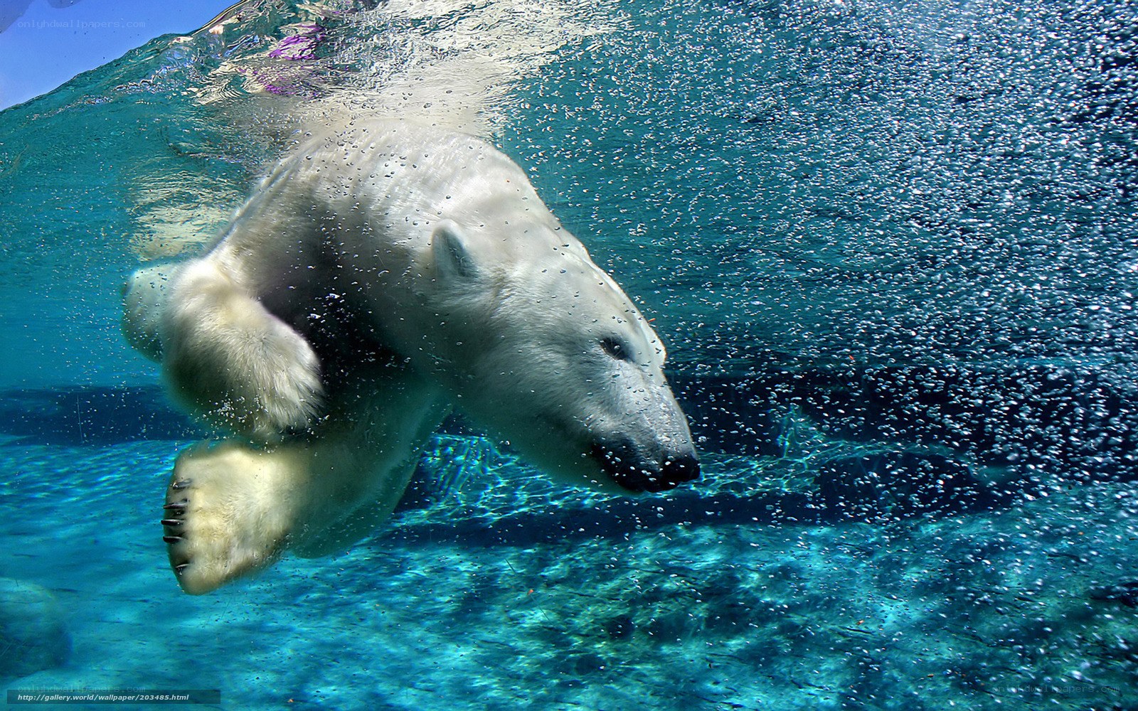 Polar bear swimming underwater