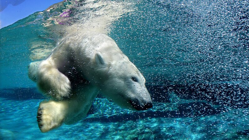 Polar Bear Swimming Underwater — Blue