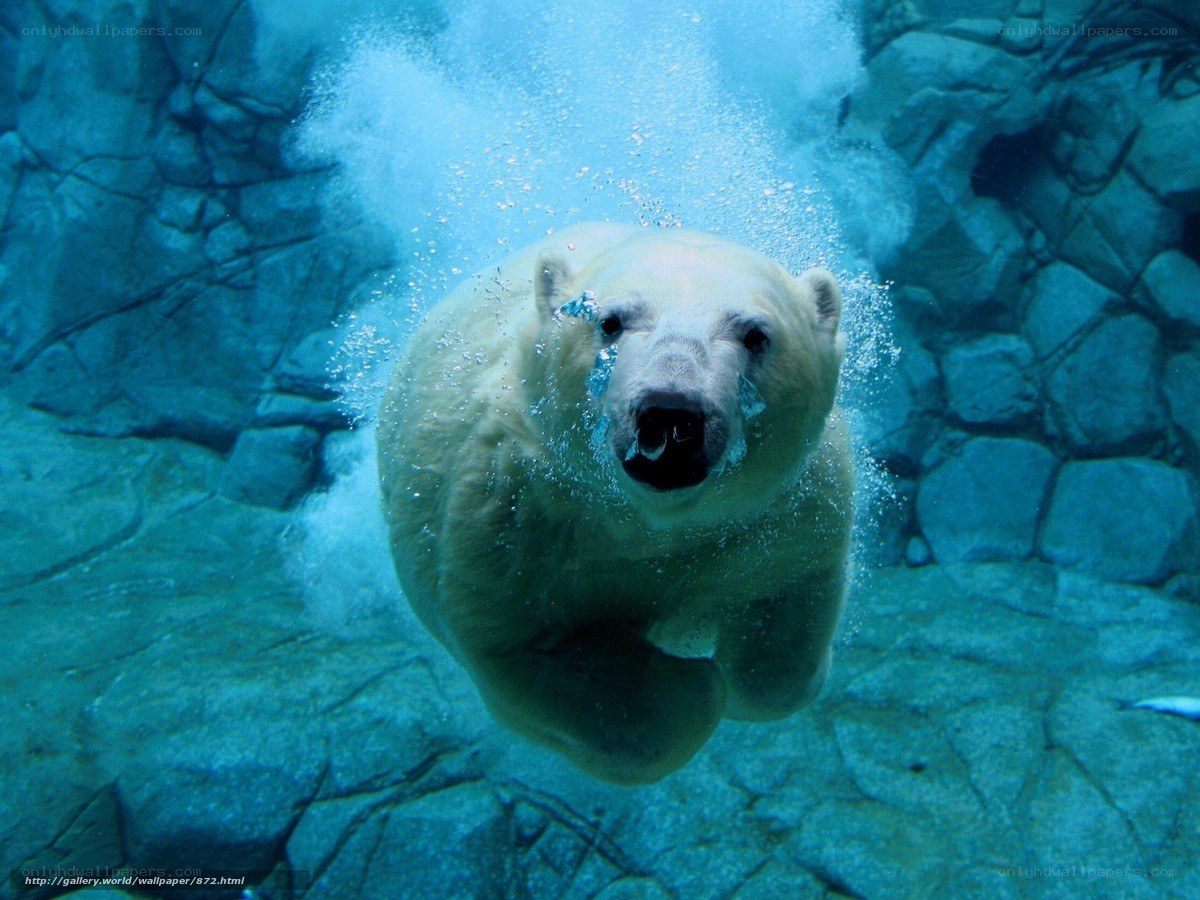 Polar bear swimming underwater