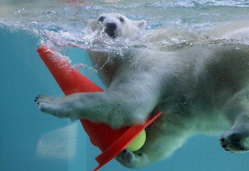 Polar Bear Swimming — White, Active, Photograph