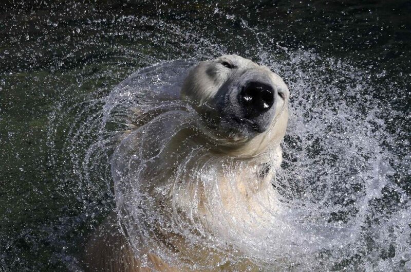 Polar Bear Swimming — White, Active
