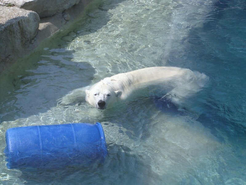 Polar Bear Swimming — White, Calm, Afternoon, Photograph, Blue Barrel