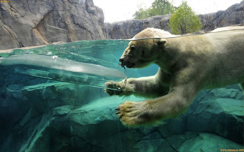 Polar Bear Swimming — White, Calm, Afternoon, Photograph, Rock Wall
