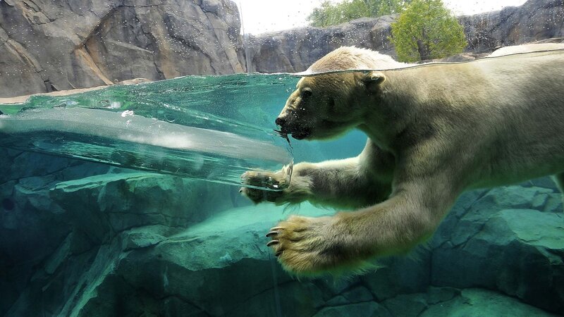 Polar Bear Swimming — White, Calm, Afternoon