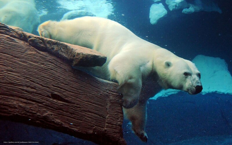 Polar Bear Swimming — White, Calm, Photograph, Log, Ice