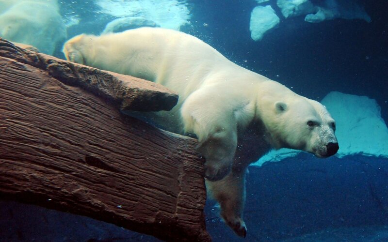 Polar Bear Swimming — White, Calm, Photograph, Log