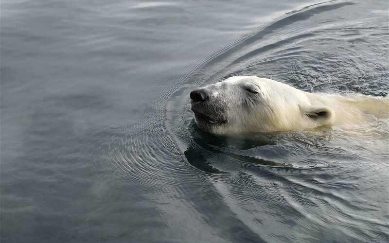 Polar Bear Swimming — White, Calm, Photograph