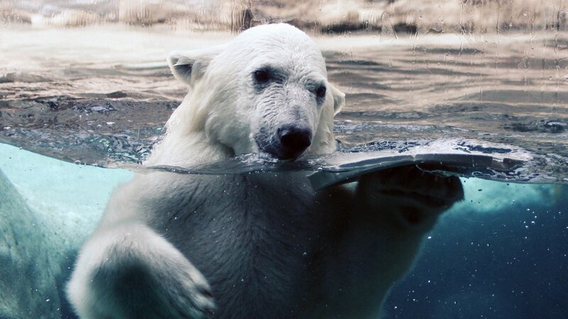 Polar Bear Swimming — White, Calm, Photograph, Water, Glass, Blue