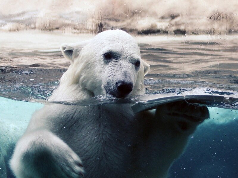 Polar Bear Swimming — White, Calm, Photograph, Water, Glass