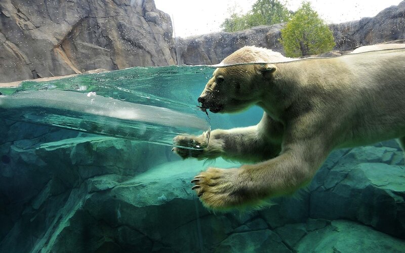 Polar Bear Swimming — White, Calm