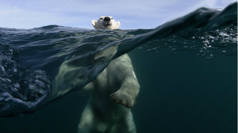 Polar Bear Swimming — White, Dramatic, Photograph, Water, Sky