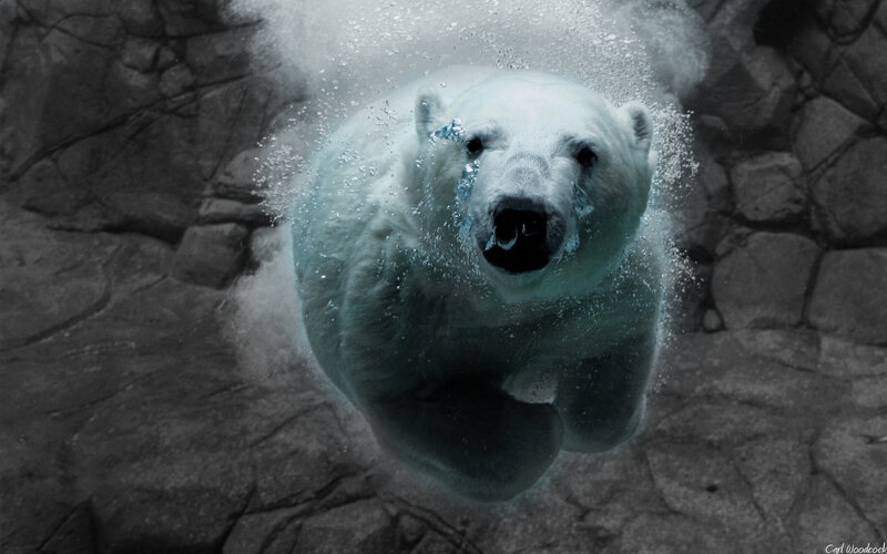 Polar Bear Swimming — White, Dramatic