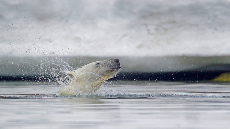 Polar Bear Swimming — White, Dynamic