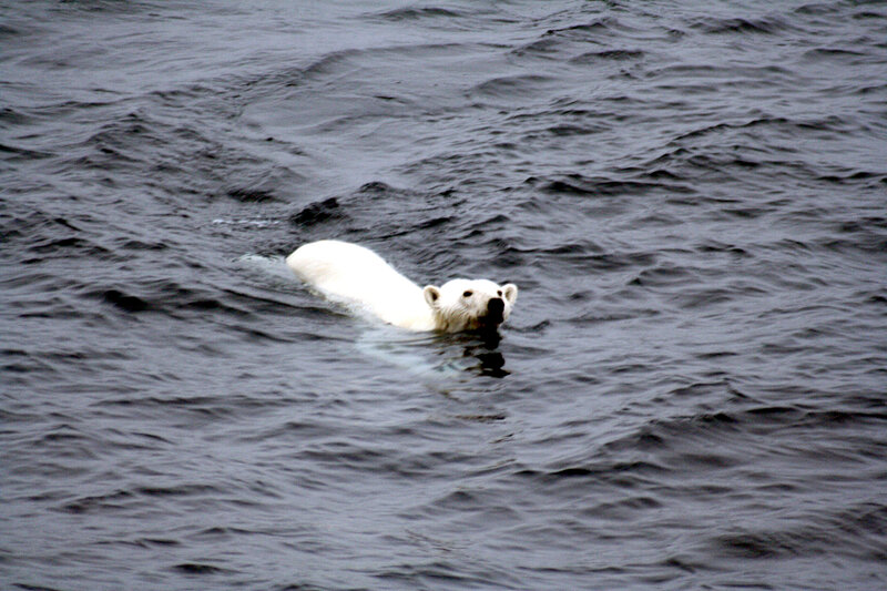 Polar Bear Swimming — White