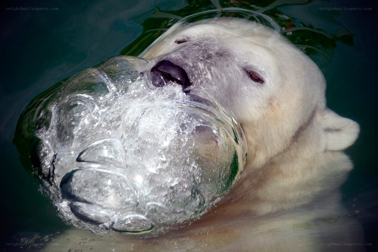 Polar bear swimming with ice