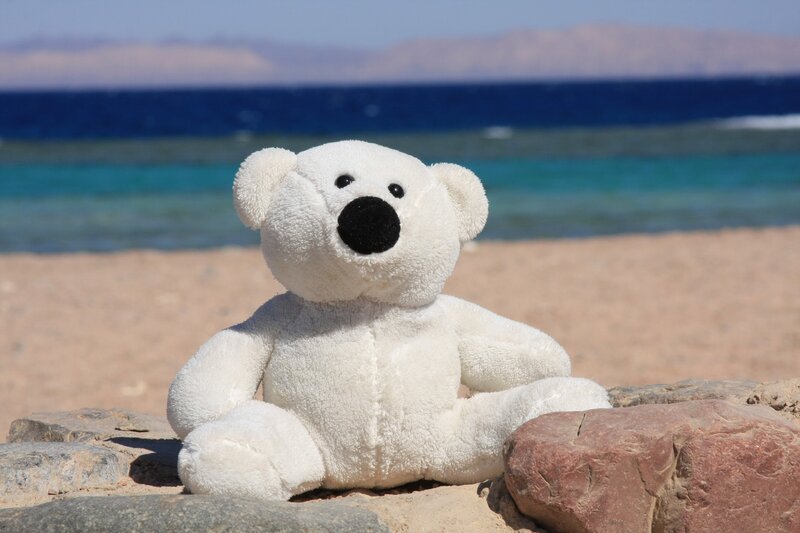 Polar bear teddy on beach