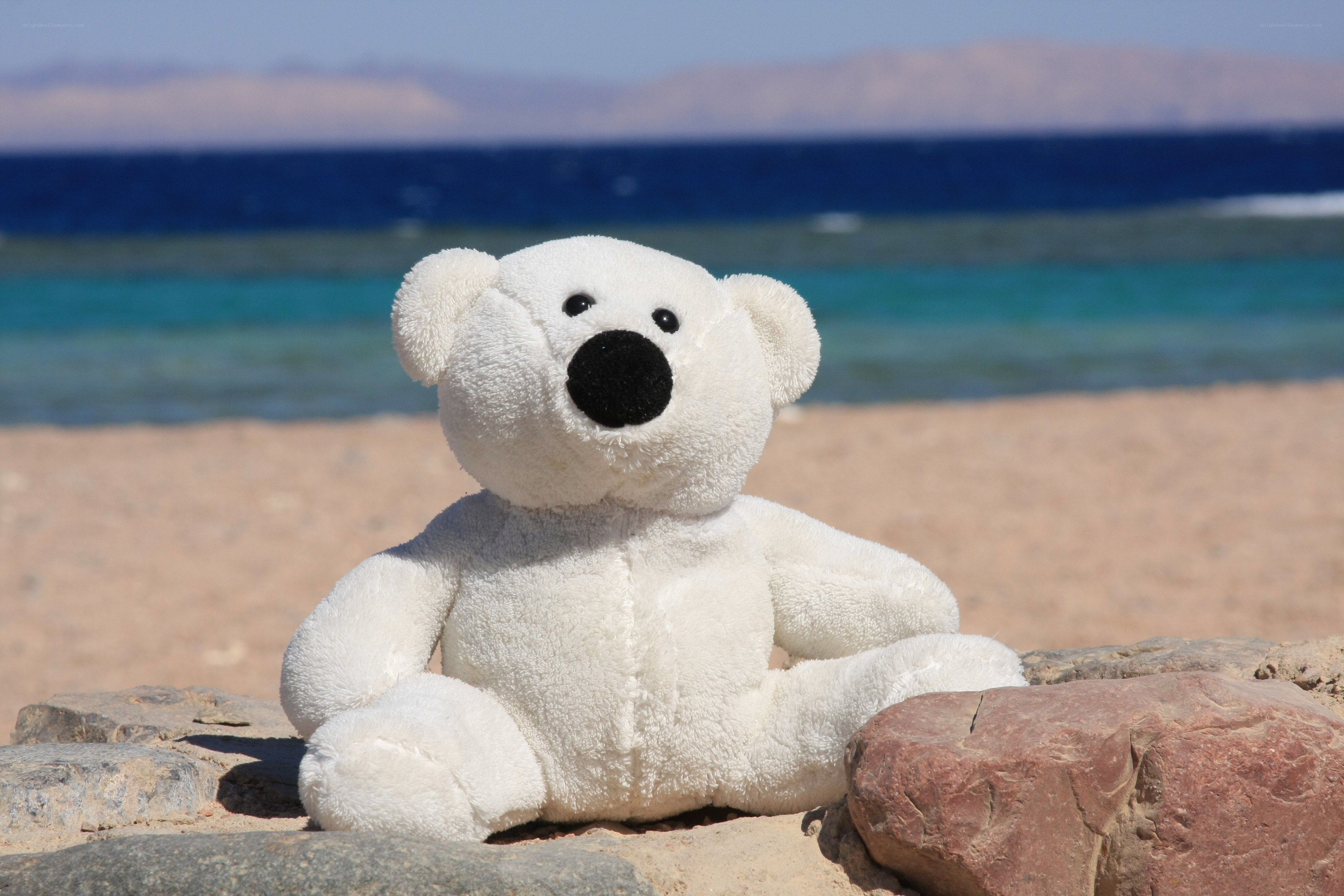 Polar bear teddy on beach