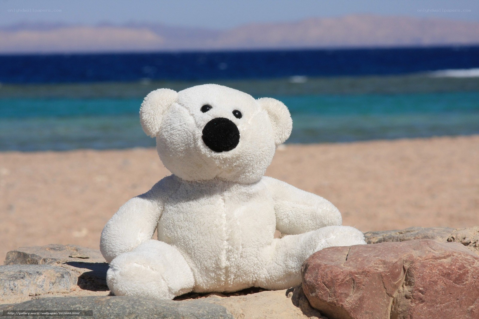Polar bear teddy on beach