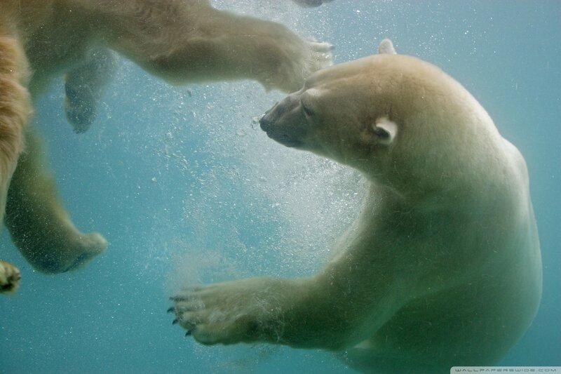 Polar Bear Underwater — Blue, Calm
