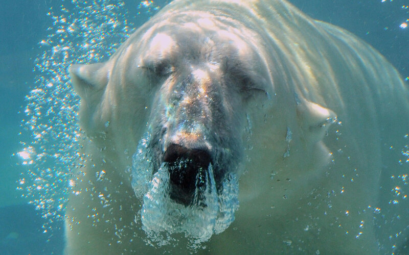 Polar Bear Underwater — Blue
