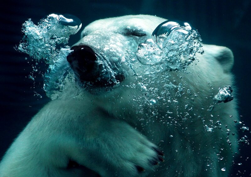Polar Bear Underwater