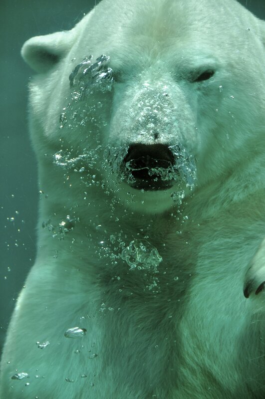 Polar Bear Underwater — White, Calm