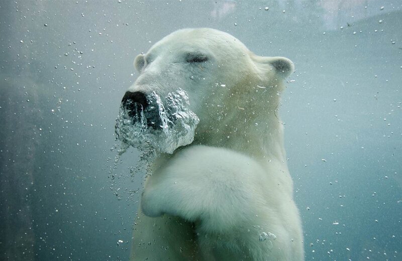 Polar Bear Underwater — White