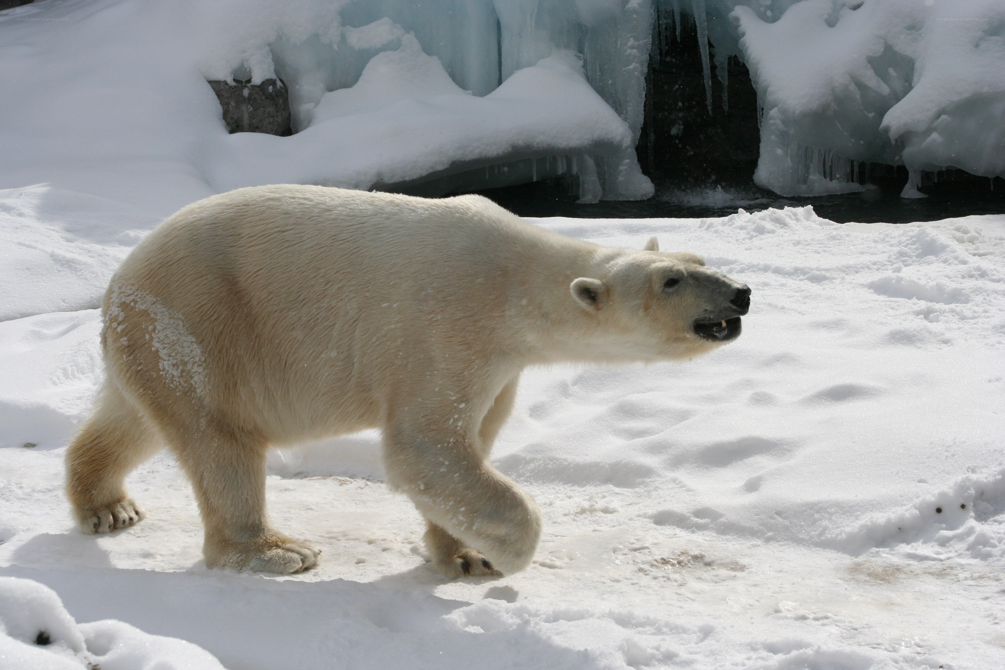 Polar bear walking in snow