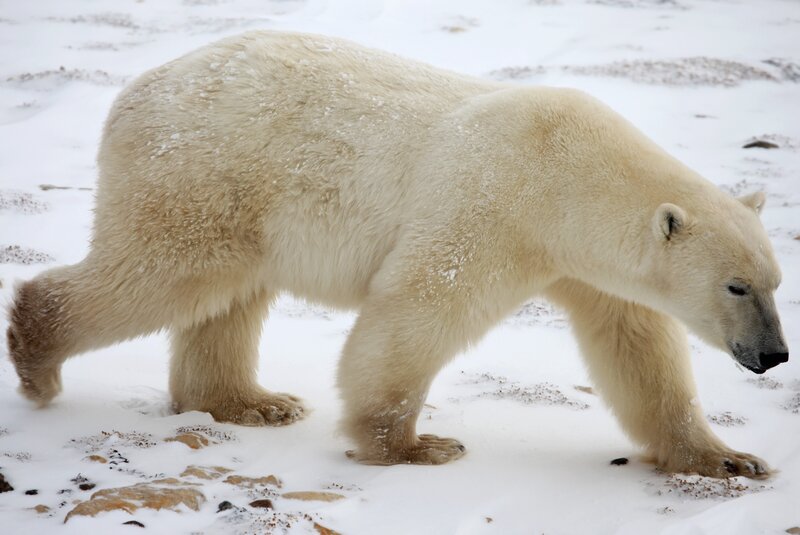 Polar bear walking in snow
