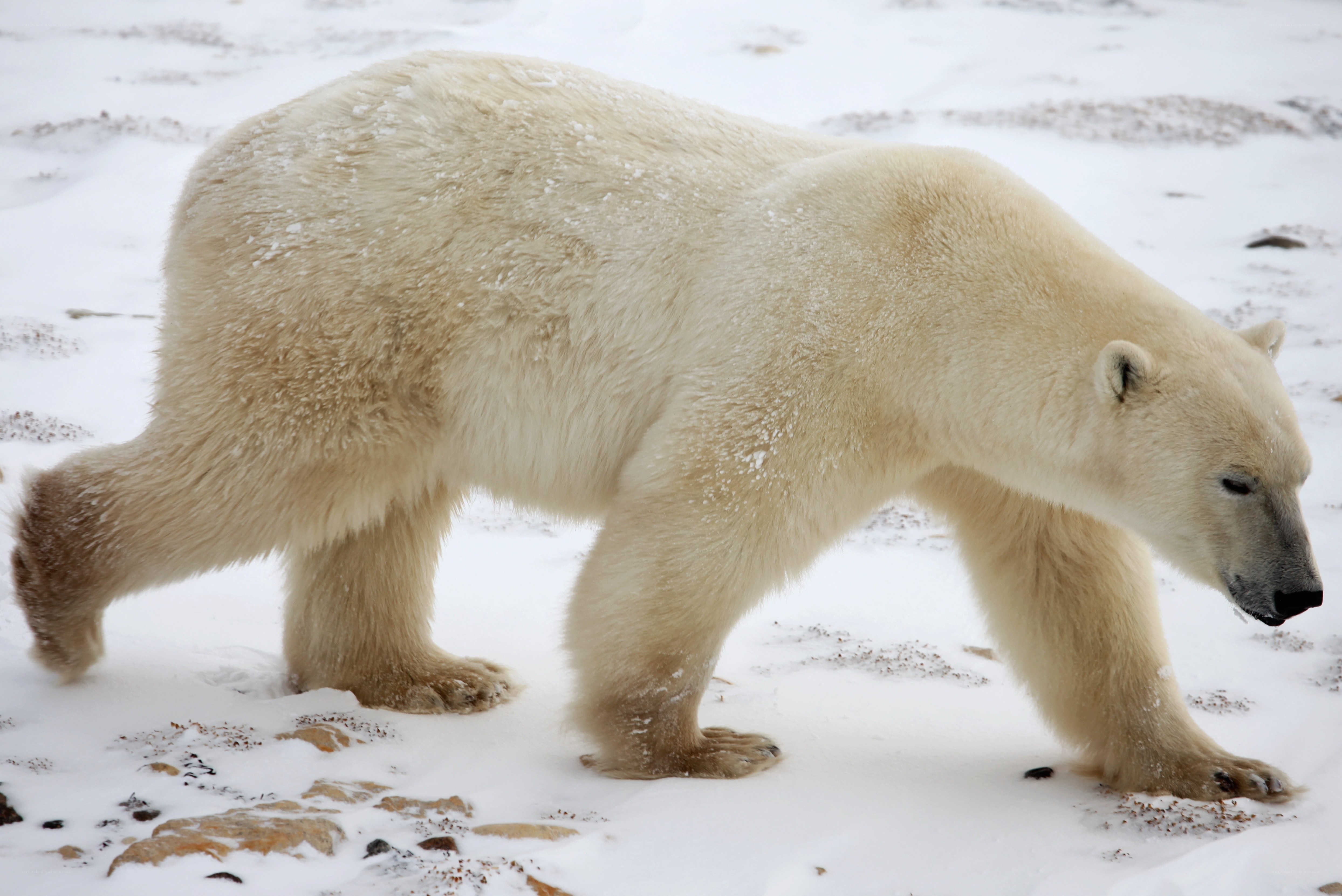 Polar bear walking in snow