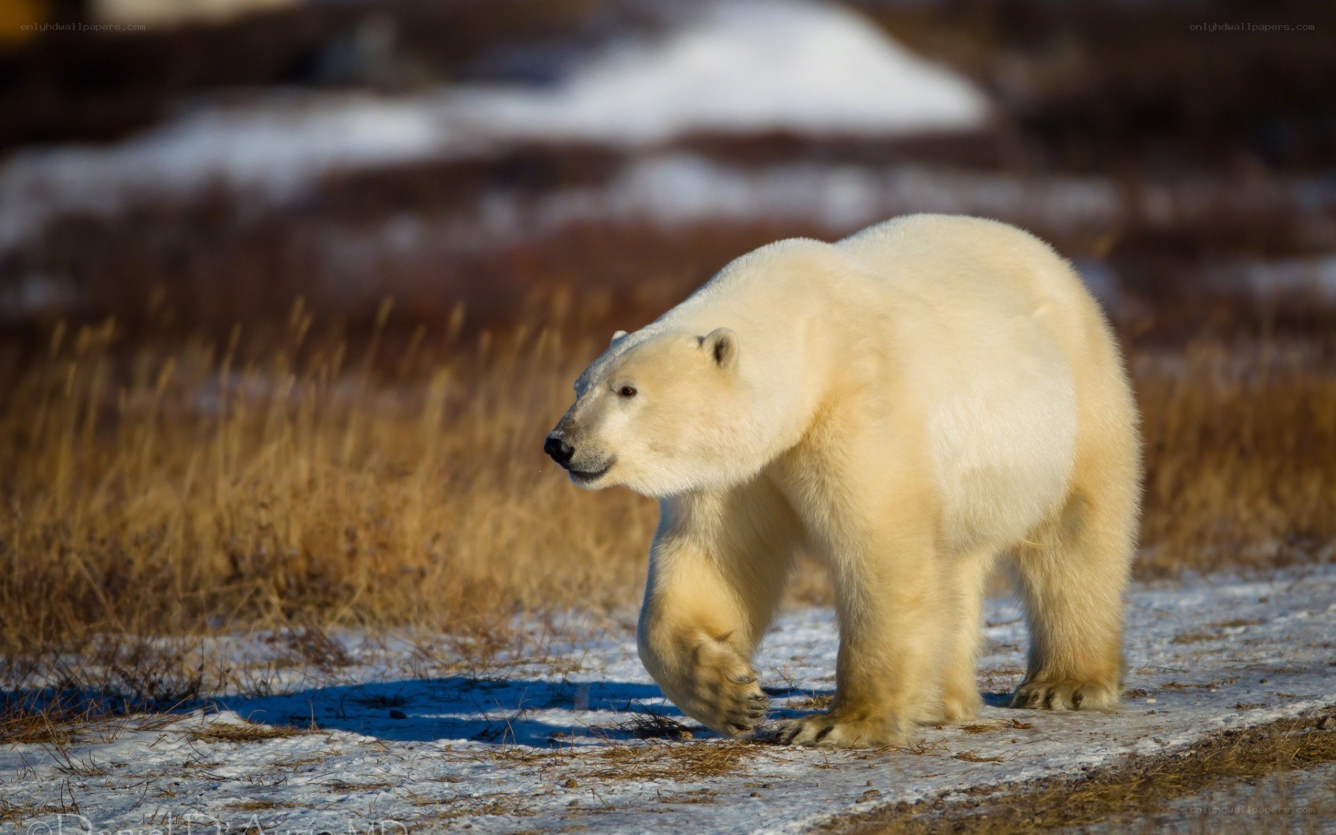 Polar bear walking in tundra