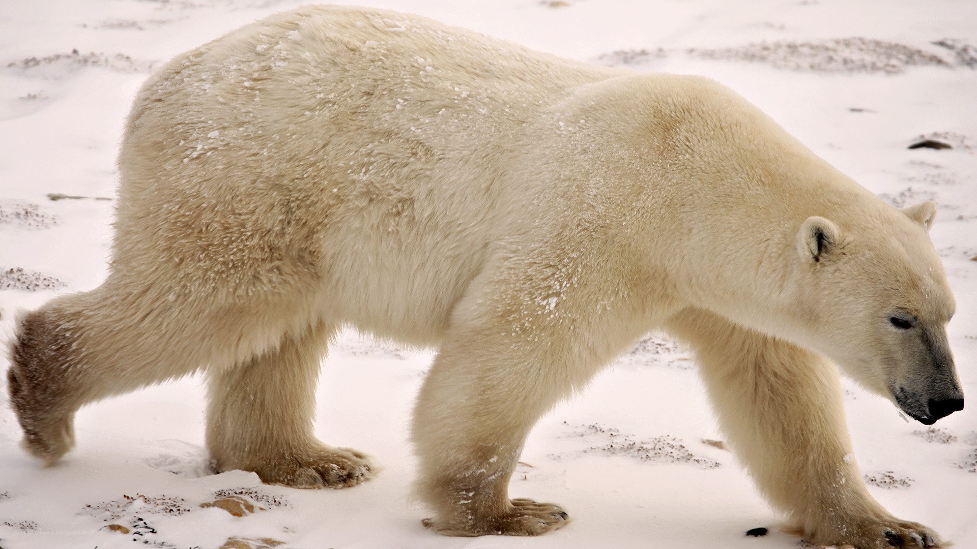 Polar bear walking on snow