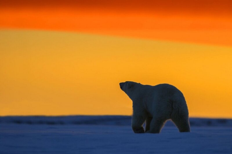 Polar Bear Walking — Orange