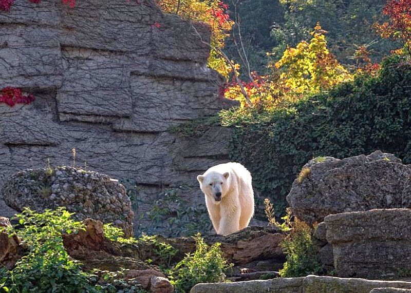 Polar Bear Walking